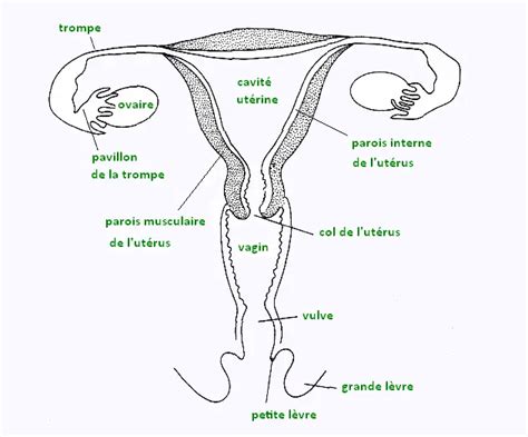 zizi pour femme|Lappareil génital féminin